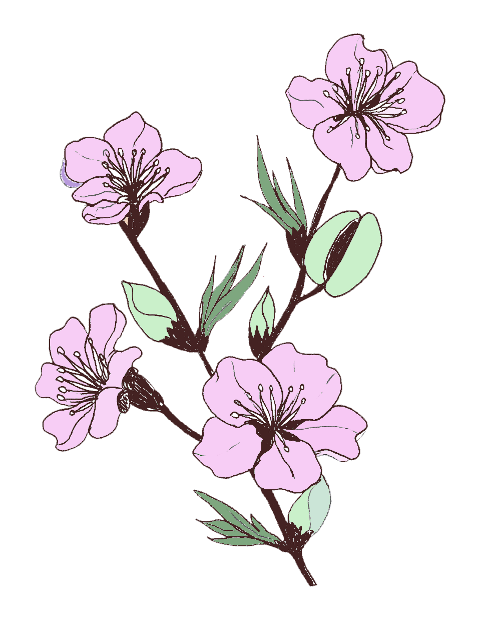 Logo l'Ametlier