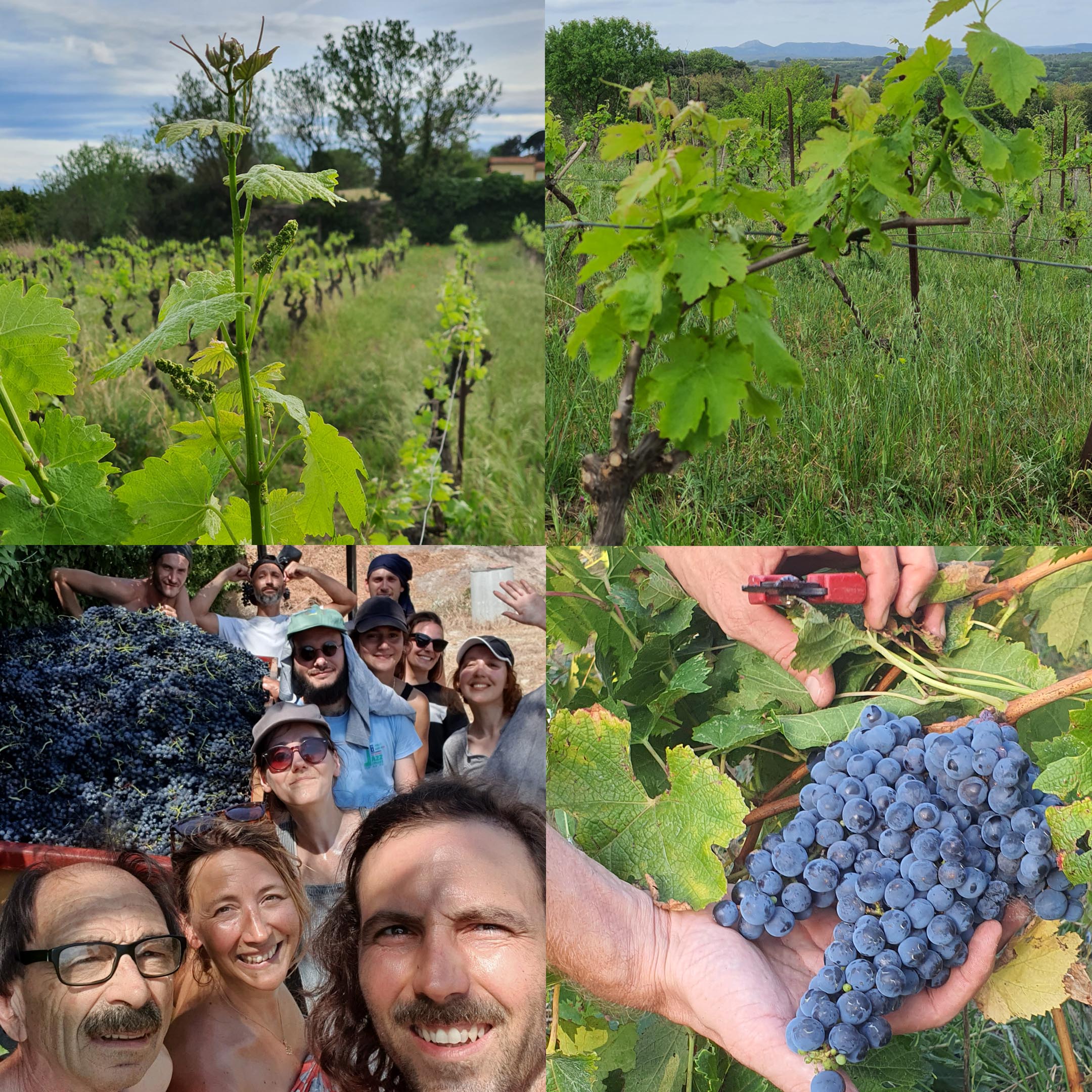 Les vignes, les saisons, les vendanges.